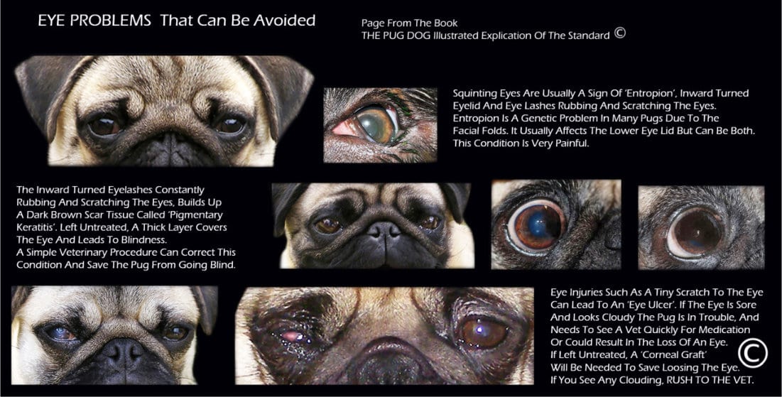 Pug Breed Council Eye Health Information