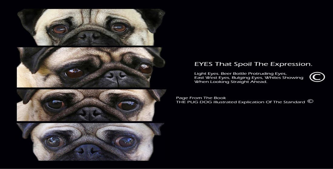 Pug Eyes