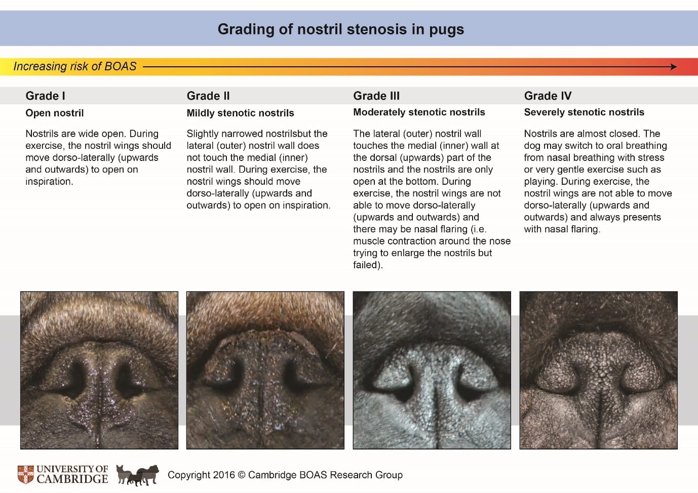 BOAS-Nostril Grading-Pug Breed Council